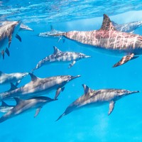 Marsa Alam