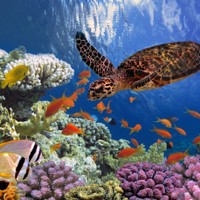 Marsa Alam
