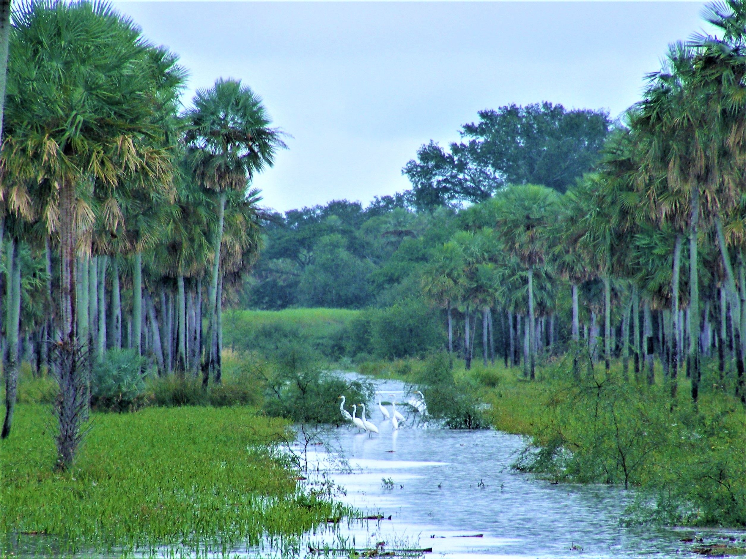 Chaco in a nutshell. Paraguayan Amazon Brate