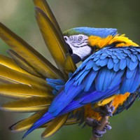 Peru