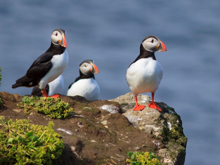 Grimsey
