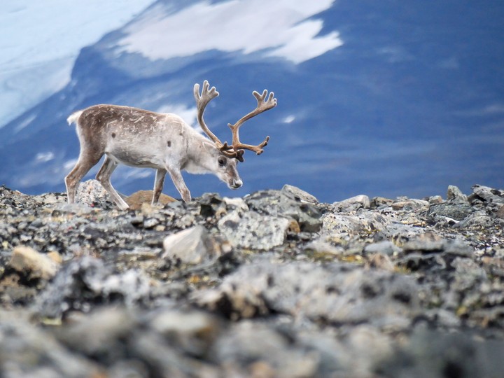 Jotunheimen