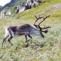 Nordkapp