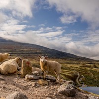 Rondane