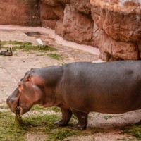 ZOO, Wrocław
