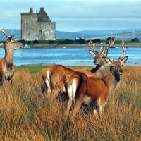 Arran