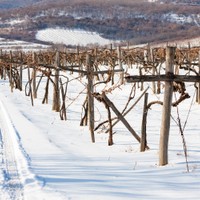 Tokaj